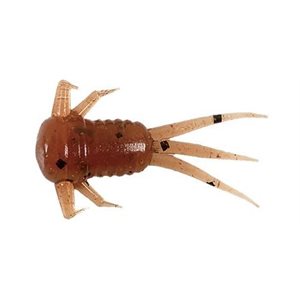 "1-1 / 4"" NYMPH 22 PCS CITROUILLE POIVRÉ"