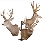 TROPHY TREE SHOULDER PEDESTAL MOUNT - BLACK